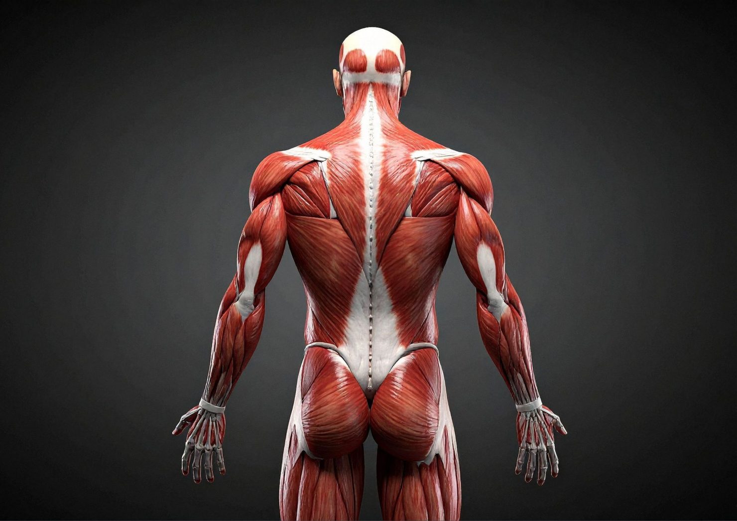 SEO-titel: Wat is spierpijn precies en is het goed of slecht voor je spieren? Meta-omschrijving: Spierpijn na het sporten voelt vaak goed, maar is het dat ook? Lees wat spierpijn precies is, wat het betekent en hoe je sneller herstelt. Focus keyphrase: spierpijn na sporten Slug: spierpijn-na-sporten Hashtags: #spierpijn, #herstel, #fitness, #trifora, #voeding, #training, #groepsles, #smallgroup, #fysiotherapie, #wellness