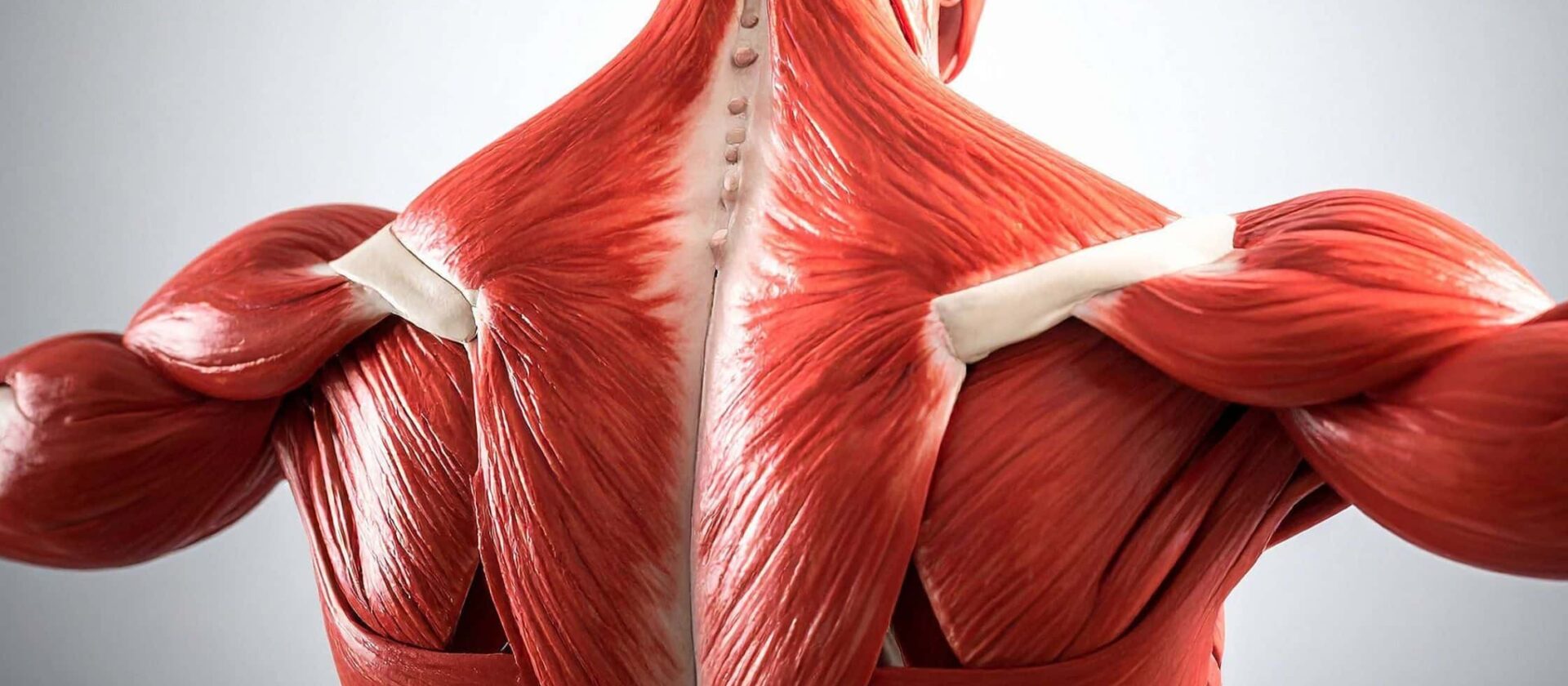SEO-titel: Wat is hypertrofie? Zo groeien spieren door krachttraining Meta-omschrijving: Wat betekent hypertrofie in fitness? Ontdek hoe spieren groeien, welke training daarvoor nodig is en hoe voeding en herstel spiergroei beïnvloeden. Focus keyphrase: hypertrofie spiergroei Slug: wat-is-hypertrofie-spiergroei Hashtags: #hypertrofie, #spiergroei, #krachttraining, #fitness, #progressiveoverload, #spiermassa, #trainingstechnieken, #vitaliteit, #trifora