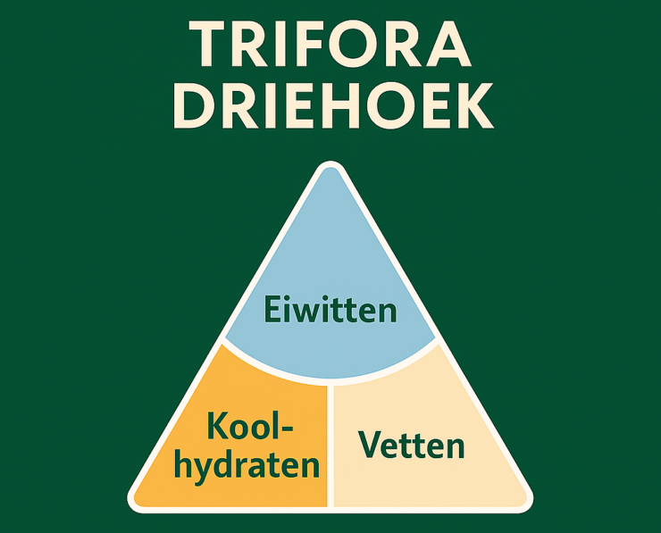 Voeding als basis voor gezond afvallen Afvallen begint niet in de sportschool maar in de dagelijkse keuzes die je maakt rondom voeding. Dat betekent niet dat je extreem weinig moet eten of complete voedingsgroepen moet schrappen. Juist die aanpak zorgt vaak voor terugval. Bij Trifora helpen we je om stap voor stap betere keuzes te maken. Via de Trifora-app kun je jouw voeding bijhouden. Vervolgens kijkt een fitcoach samen met jou naar verbeterpunten tijdens een foodcheck-afspraak. Daarbij gaan we niet jouw complete voedingspatroon omgooien. We kijken juist naar kleine aanpassingen die direct haalbaar zijn. Ook besteden we aandacht aan de basisprincipes van voeding. Je leert hoe calorieën werken, waarom eiwitten belangrijk zijn voor spierbehoud en verzadiging, welke rol koolhydraten spelen als energiebron en waarom gezonde vetten onmisbaar zijn voor een goed functionerend lichaam. Ons doel is niet om je tijdelijk op dieet te zetten. Ons doel is dat je begrijpt hoe voeding werkt en zelfstandig gezonde keuzes kunt maken voor de rest van je leven.