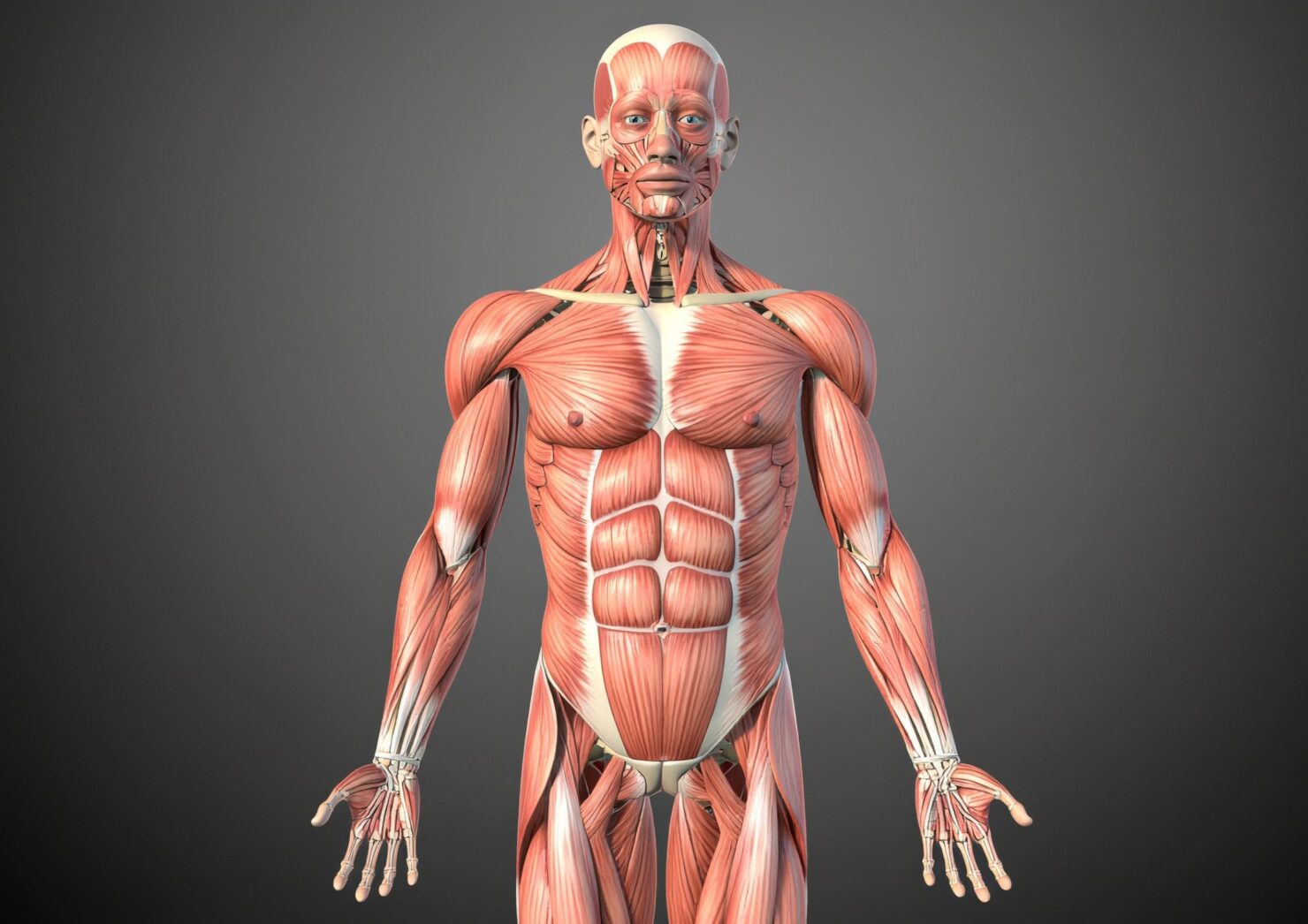SEO-titel: Hoe krijg je meer spiermassa? Training, voeding en herstel Meta-omschrijving: Hoe krijg je meer spiermassa? Lees hoe krachttraining, voldoende eten, natuurlijke eiwitten, slaap en herstel samen zorgen voor spiergroei. Focus keyphrase: hoe krijg je meer spiermassa Slug (URL): hoe-krijg-je-meer-spiermassa Hashtags: #HoekrijgJemeerSpiermassa, #Spiermassa, #Spiergroei, #Krachttraining, #Hypertrofie, #Eiwitten, #Sportvoeding, #Herstel, #Slaap, #ProgressieveOverload, #CompoundOefeningen, #Bulken, #Fitness, #FitnessEnschede, #SportschoolEnschede, #Trifora